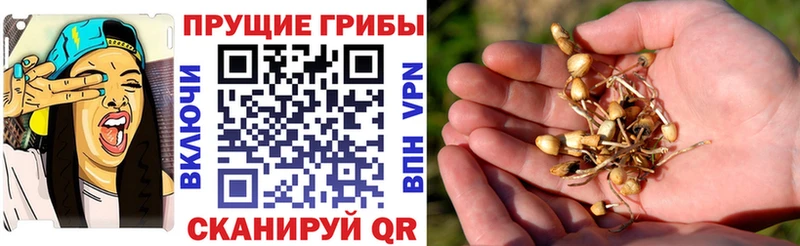 Галлюциногенные грибы MAGIC MUSHROOMS  МЕГА рабочий сайт  Кимовск  где можно купить  